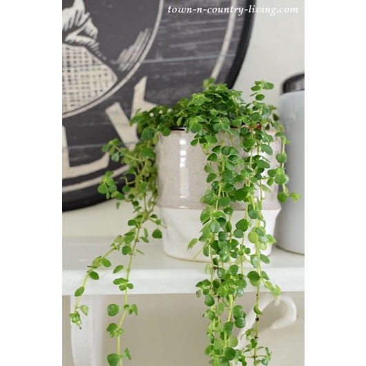 Pilea depressa Baby Tears - chậu treo bé xinh