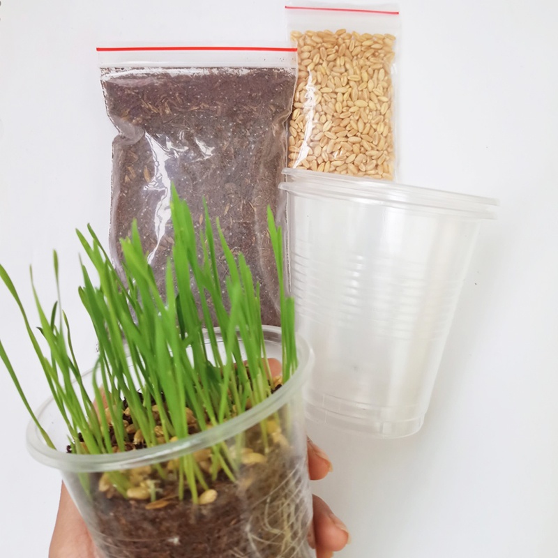 Bộ Trồng Cỏ Đơn Giản Tự Trồng Tại Nhà Cho Mèo Gặm Tránh Búi Lông Tăng Chất Xơ - Bobo Pet Shop Hà Nội
