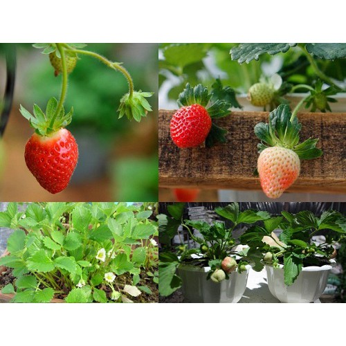 552 Hạt - Hạt Giống Dâu Tây Đỏ - Strawberry (Fragaria)