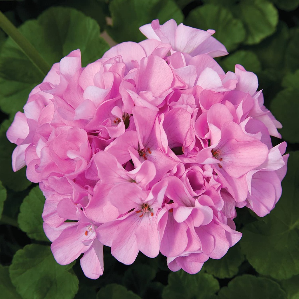 Maverick F1 Series Hạt giống phong lữ thảo vườn - Trắng - Hạt giống làm vườn hoa hàng năm - Pelargonium x hort