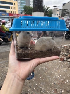 Cát Lót Cho Hamster - Buddy Ấn