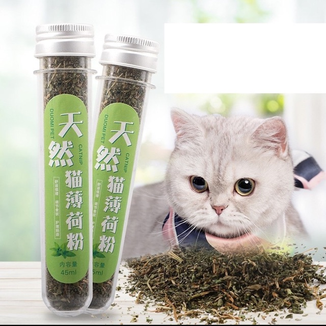 Cỏ mèo bạc hà