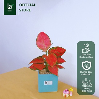 Vạn Lộc Hồng