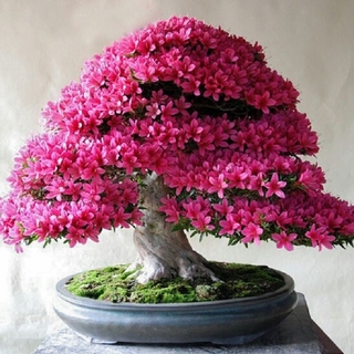 Cây hoa đỗ quyên size nhỏ chuân giống f1