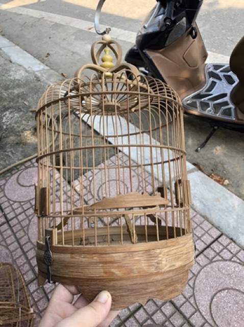 Lồng khuyên lùn nan tre xử lý