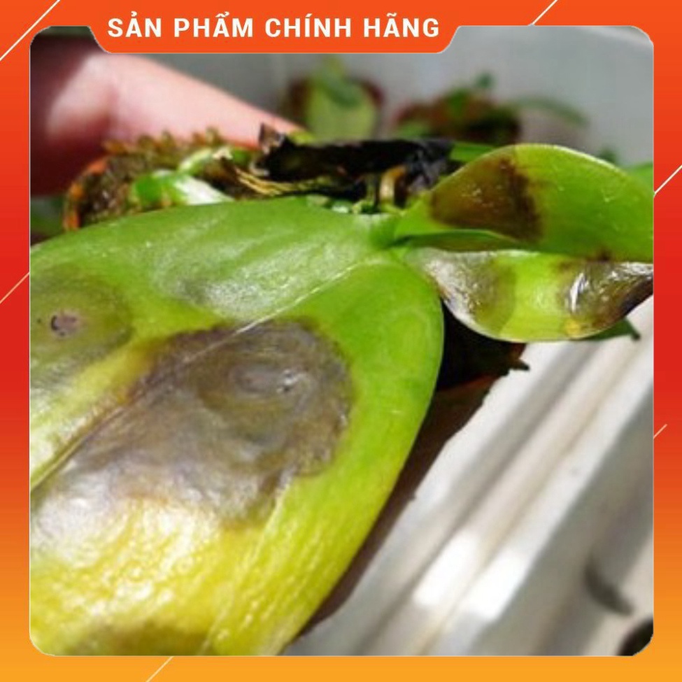 Amistar Top 325SC  100ml – Thuốc trị phấn trắng hoa hồng, thán thư, thối thân CỰC MẠNH hoa lan . Nông Dược Xanh