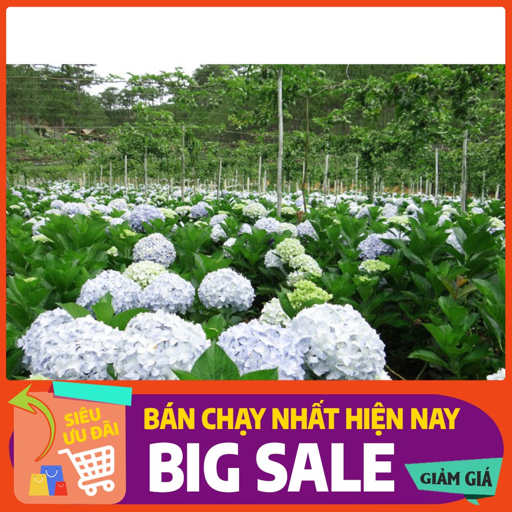 Hạt giống hoa cẩm tú cầu LUCKY SEEDS -10 hạt