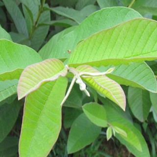 Bột Lá Ổi Nguyên Chất 100g