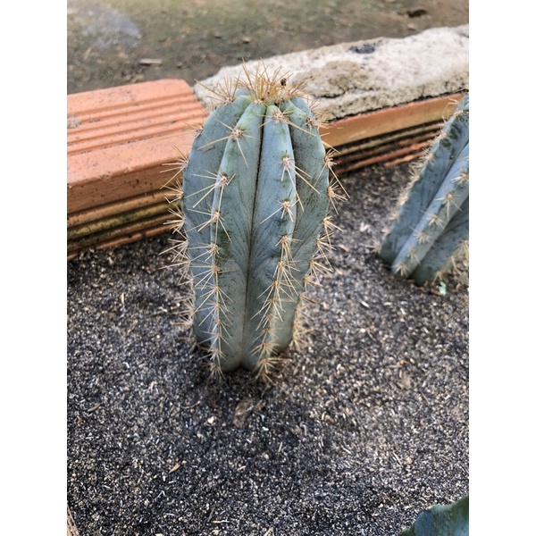 Xương Rồng trụ Cẩm thạch blue