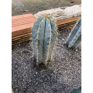Xương Rồng trụ Cẩm thạch blue