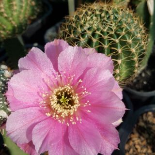 Xương rồng Lobivia