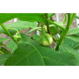 Hạt giống Cà pháo xanh cao sản