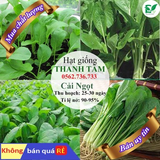 Hạt giống Cải ngọt-20g