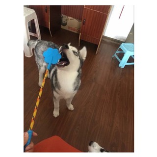 Roi "đả cẩu bổng" dạy cún 😉