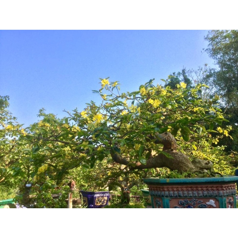 Phân Bón 18-9-27+TE  - Nhập Khẩu Châu Âu - Nuôi hoa, đậu trái