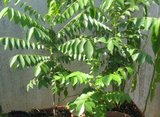 Cây Cà Ri Cao 18-25cm - Chậu Rau Gia Vị Giống +Tặng 02 cây nhót ngọt