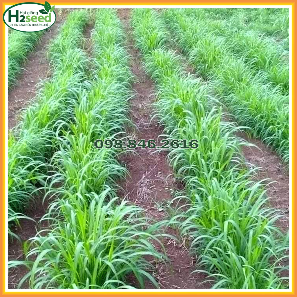 Hạt giống cỏ Voi Lai - gói 100g - Cỏ giàu dinh dưỡng dùng trong chăn nuôi trâu, bò, cá, thỏ...