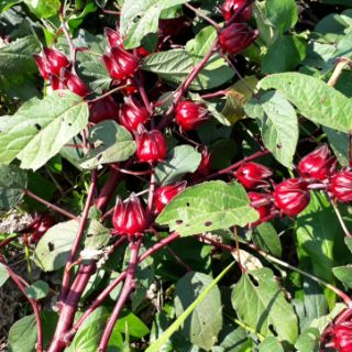 Hạt giống hoa atiso đỏ 100g