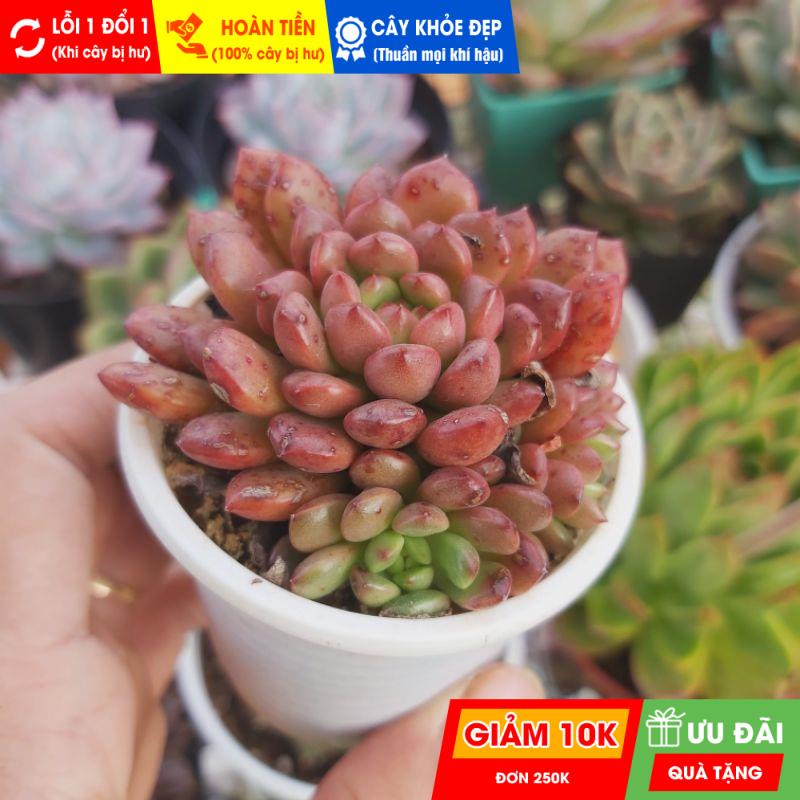 sen đá ruby đỏ lá dài, đã thuần khí hậu nóng, khoẻ đẹp, hoàn tiền khi cây bị hư hoặc lỗi