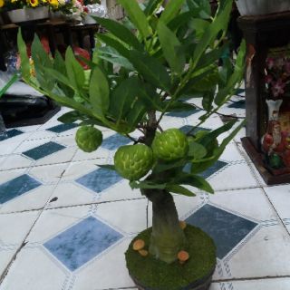 Cây mãng cầu mini trang trí