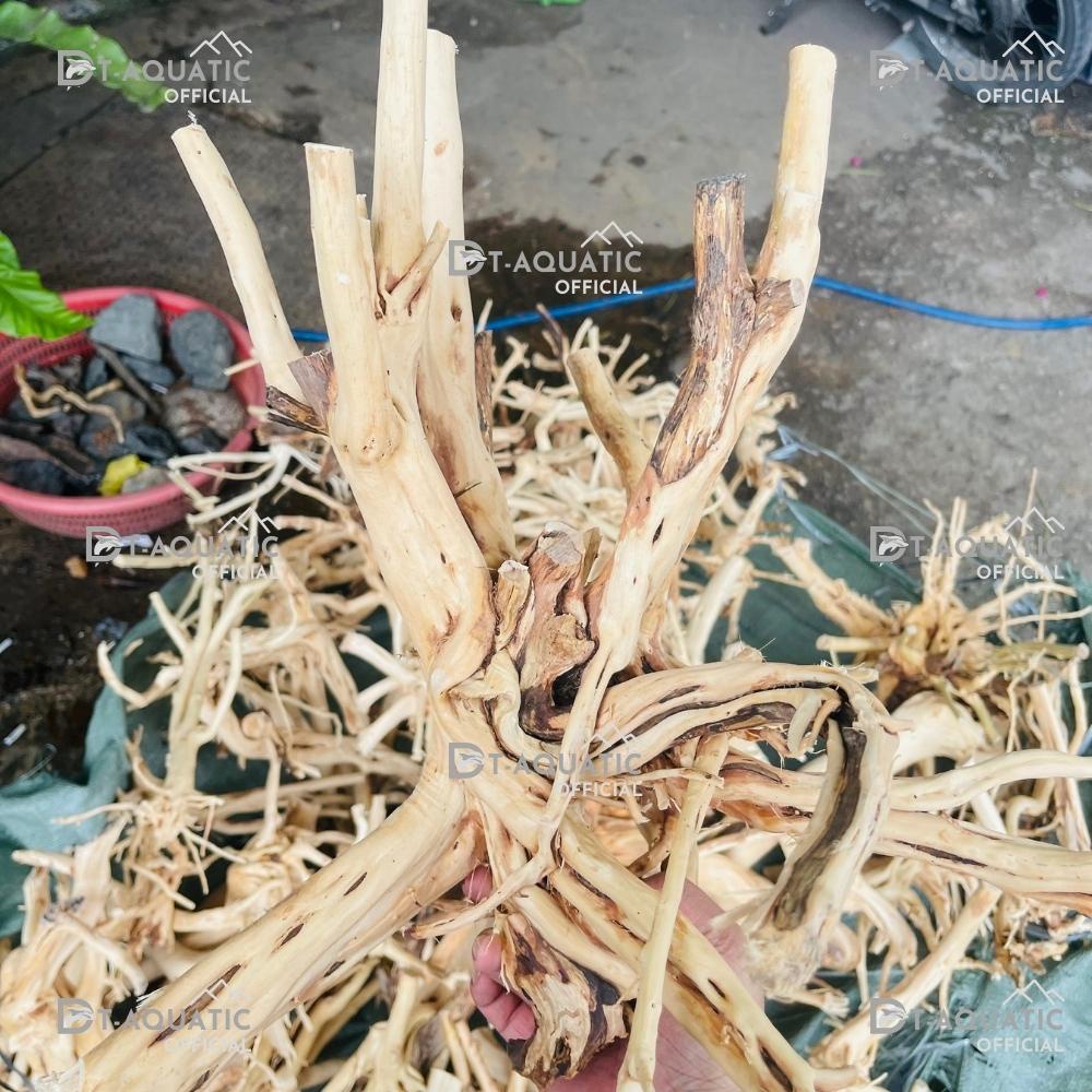 Lũa Thủy Sinh Hải Sa Quỳ (Chọn Theo Kích Thước hồ) Hàng Đẹp - Trang Trí Bể Cá Cảnh, Setup Bể Thủy Sinh