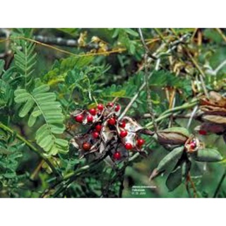 Hạt cây cam thảo dây và hạt ràng ràng công trình