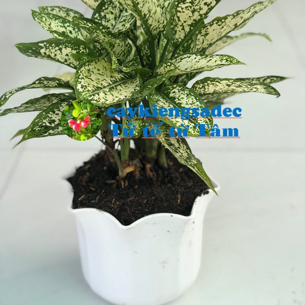 Caykiengsadec - Cây Ngọc ngân tặng phân bón - hoa kiểng lá- trang trí nội thất cảnh quan ngoài trời sân vườn