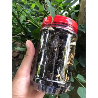 rong mứt Lý Sơn 100g