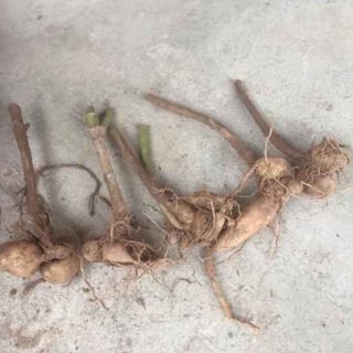 Củ hoa thược dược mix màu.