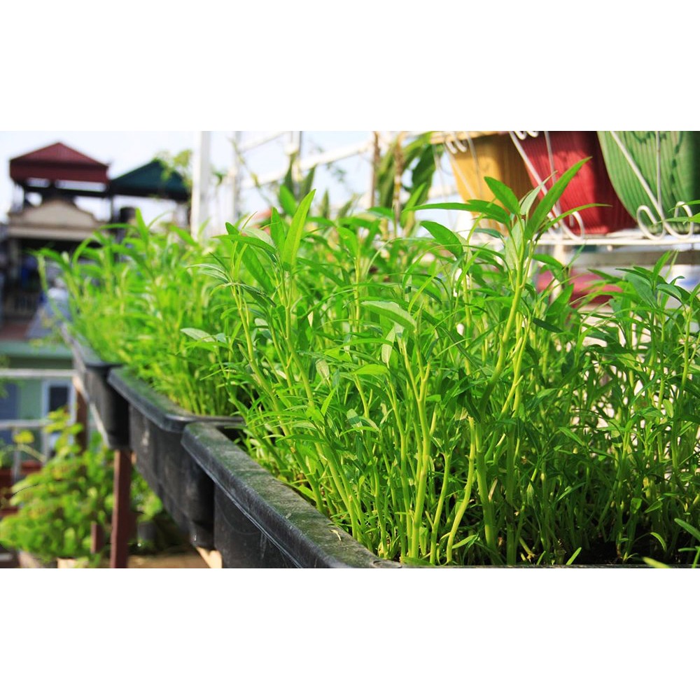 Hạt giống rau muống lá tre cao sản