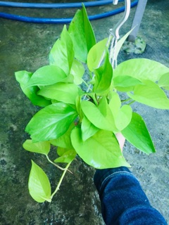 TRẦU BÀ THÁI VÀNG CHẬU TREO MINI