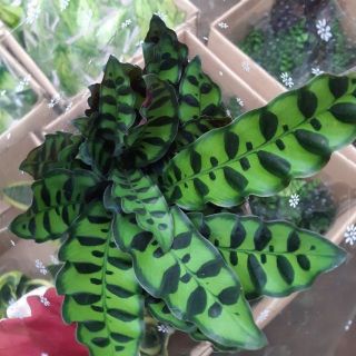 Cây đuôi công đủ loại