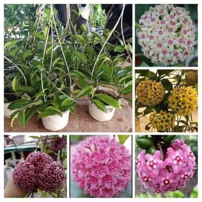 HOA LAN CẨM CÙ CÂY TRƯỞNG THÀNH 4-5 tuầh ra hoa (gửi khách ảnh 2 )