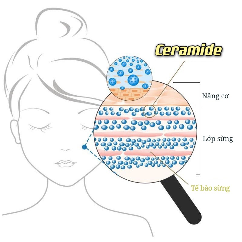 Kem dưỡng Ceramide LUCENBASE cấp nước dưỡng ẩm phục hồi da Ceramide Moisturizing Repair Cream kèm đầu massage 50g LUCB43
