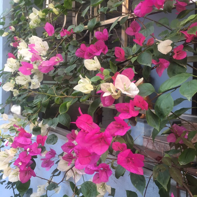 Thảo dược Yejimiin Hàn Quốc