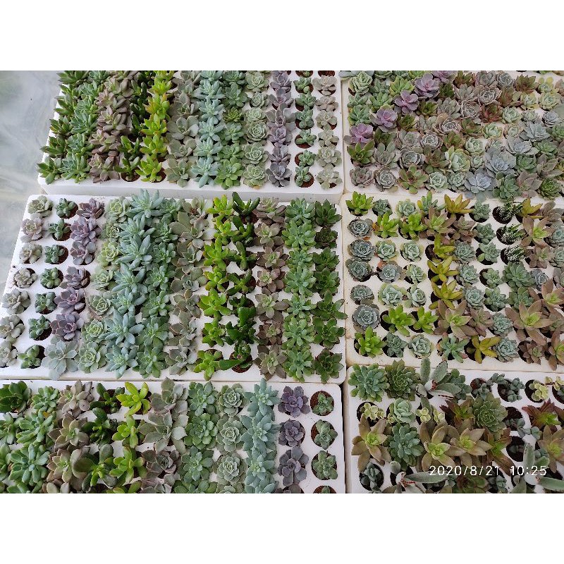 Combo 20 sen đá mix ngẫu nhiên