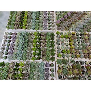 Combo 20 sen đá mix ngẫu nhiên