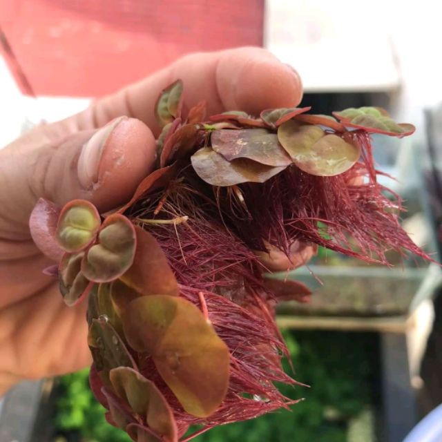 Bịch Bèo rễ đỏ thủy sinh
