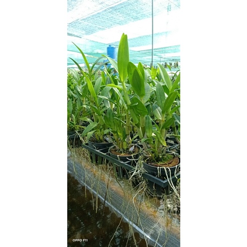 Lan Denro nắng trắng lưỡi tím cây đang nụ