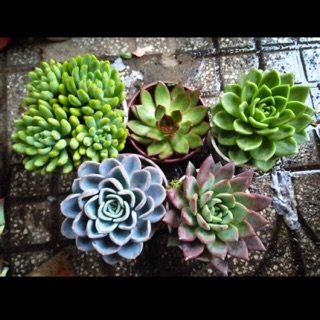 Combo 5 Cây Thược Dược Viền Lửa Giva Muỗng Mận (TẶNG SỎI + ĐẤT)