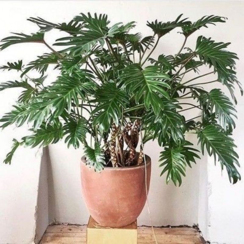 philodendron xanadu- Trầu bà chân vịt trồng chậu đen cứng, cây khoẻ sức sống tốt