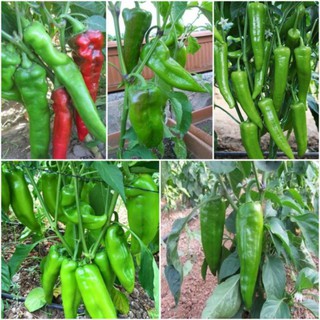 [Big Sale] (100 hạt) Hạt giống ớt sừng trâu