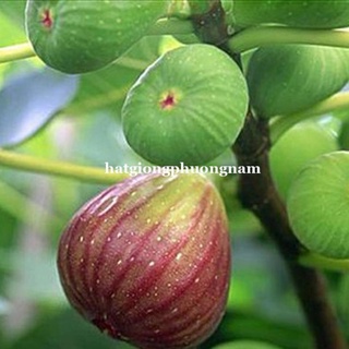5H - HẠT GIỐNG SUNG MỸ