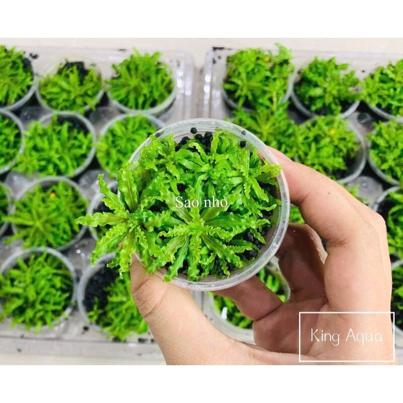 Cây thuỷ sinh sao nhỏ (Cốc)