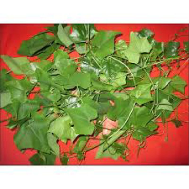 1 kg thân lá Bình Bát Dây sấy khô, khách đặt mới hái, sấy khô và gửi ngay