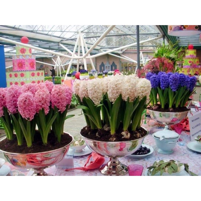 Củ hoa tiên ông HOA TẾT