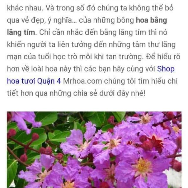 Cây giống bằng lăng tím