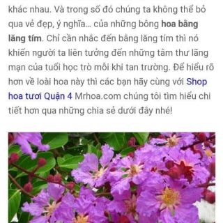 Cây giống bằng lăng tím