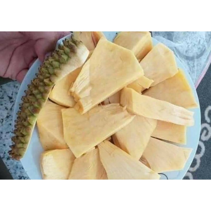Cây 🌲 Mít ko hạt  cây giống malaysia
