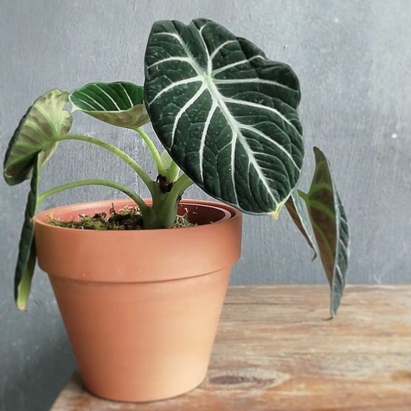 Alocasia Black Velvet-  Rồng đen, cây con khoẻ mạnh